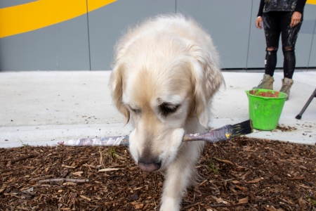 Dog stealing paintbrush while painter watches